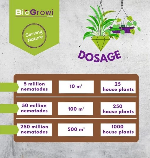 Stenema 100m² | Aaltjes Tegen Rouwvliegjes | Tegen Larven Van Rouwvliegen | Rouwvliegjes Bestrijden | Varenrouwmuggen | In Planten | 100% Natuurlijke Biologische Bestrijding -Tuinwerk Verkoop 1138x1200 7