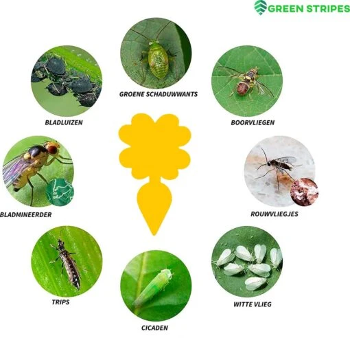 Plak Klavertjes Tegen Rouwvliegjes 24 Stuks - Rouwvliegjes Bestrijden - Varenrouwmug - Plakstrips - Vangkaarten - Vangplaten - Insectenval - Insectenvanger -Tuinwerk Verkoop 1200x1157 4