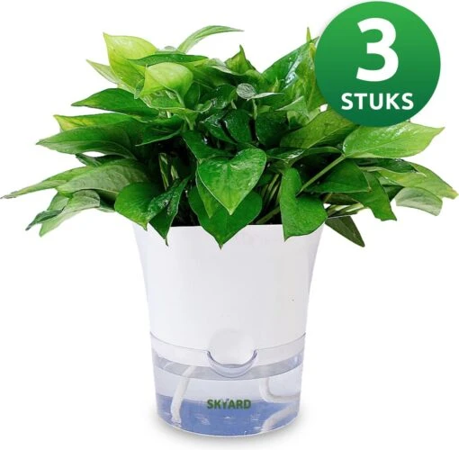 SKYARD® 3 Stuks Zelfwaterende Bloempot Maat M – Milieuvriendelijk Watergeefsysteem Kamerplanten – Zelfwatergevende Pot – Bloempot Met Waterreservoir – Selfwatering Pot – Wit -Tuinwerk Verkoop 1200x1177 2