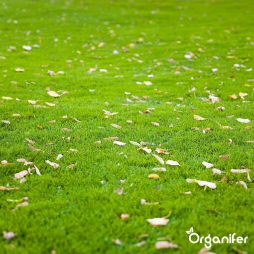 Gazonmest All-In-One (10Kg - Voor 200m2) Voor Een Diepgroen Sterk Gazon Zonder Mos En Onkruid - Complete Meststof Met Kalk En Grasversterker - Organifer -Tuinwerk Verkoop 1200x1200 106