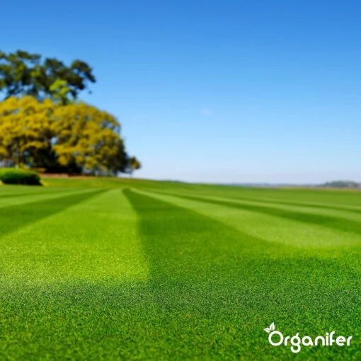 Gazonmest All-In-One (10Kg - Voor 200m2) Voor Een Diepgroen Sterk Gazon Zonder Mos En Onkruid - Complete Meststof Met Kalk En Grasversterker - Organifer -Tuinwerk Verkoop 1200x1200 108