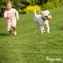 Gazonmest All-In-One (10Kg - Voor 200m2) Voor Een Diepgroen Sterk Gazon Zonder Mos En Onkruid - Complete Meststof Met Kalk En Grasversterker - Organifer -Tuinwerk Verkoop 1200x1200 109