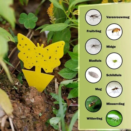 Professor Q - Rouwvliegjes Bestrijden - Fruitvliegjes Vanger - Fruitvlieg - Vliegenvanger - Insectenvanger Tegen Rouwvliegen - Vangplaten - 24 Stuks -Tuinwerk Verkoop 1200x1200 1111