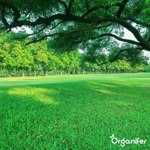 Gazonmest All-In-One (10Kg - Voor 200m2) Voor Een Diepgroen Sterk Gazon Zonder Mos En Onkruid - Complete Meststof Met Kalk En Grasversterker - Organifer -Tuinwerk Verkoop 1200x1200 112