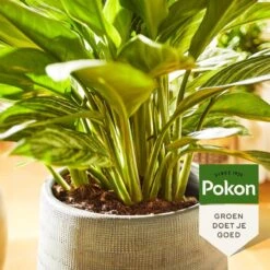 Pokon Groene Planten Voeding - 500ml - Plantenvoeding - 20ml Per 1L Water -Tuinwerk Verkoop 1200x1200 128