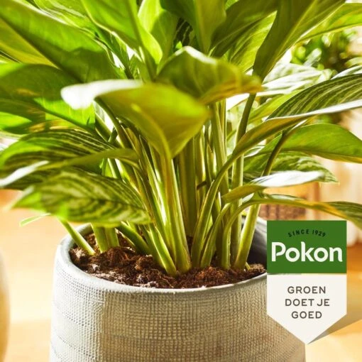 Pokon Groene Planten Voeding - 500ml - Plantenvoeding - 20ml Per 1L Water -Tuinwerk Verkoop 1200x1200 128