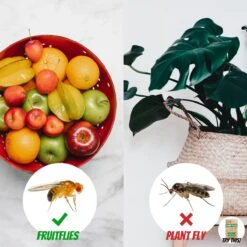 Super Ninja - Fruit Fly Ninja® - Fruitvliegjes Vanger - 100% Natuurlijk En Milieu Verantwoordelijk - 2 Pack -Tuinwerk Verkoop 1200x1200 1428