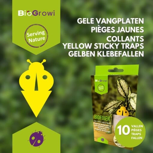 Biofixer - 10 Vangkaartjes - Rouwvliegjes Bestrijden - Varenrouwmug Bestrijden - Vangplaatjes Tegen Rouwvliegjes - Plakstrips - Vangplaten -Tuinwerk Verkoop 1200x1200 1452