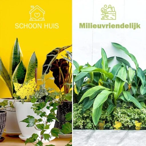 Merkloos Rouwvliegjes Bestrijden - Rouwvliegjes Plakstrips - Fruitvliegjes Vanger - Vangplaten Tegen Fruitvliegjes En Rouwvliegjes - 36 Stuks -Tuinwerk Verkoop 1200x1200 1487