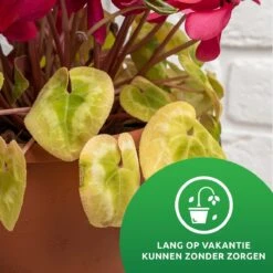 SKYARD® Waterdruppelaar Set Van 10 – Watergeefsysteem Geschikt Binnen (Kamerplanten) En Buiten – Bewateringssysteem Met Instelbare Druppelsnelheid - Irrigatiesysteem - Planten Watergever - Waterbol -Tuinwerk Verkoop 1200x1200 316