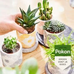 Pokon Bio Cactus & Vetplant Voeding - 250ml - Plantenvoeding (bio) - 7ml Per 1L Water -Tuinwerk Verkoop 1200x1200 54