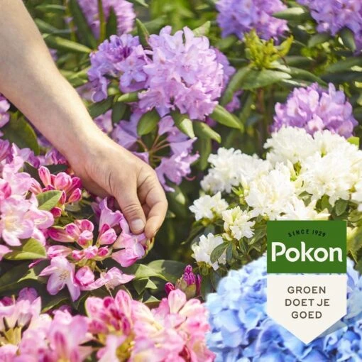 Pokon Rhododendron, Hortensia & Azalea Mest - 1kg - Meststof - 3-in-1 Werking -Tuinwerk Verkoop 1200x1200 59