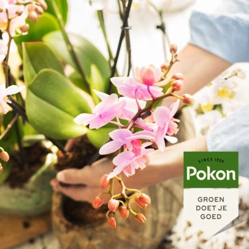 Pokon Orchidee Voeding - 250ml - Plantenvoeding - 10ml Per 1L Water -Tuinwerk Verkoop 1200x1200 64