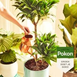 Pokon Kamerplanten Voeding - 1l - Plantenvoeding - 20ml Per 1L Water -Tuinwerk Verkoop 1200x1200 72