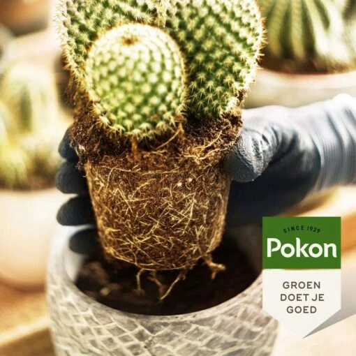 Pokon Cactus & Vetplant Voeding - 250ml - Plantenvoeding - 20ml Per 1L Water -Tuinwerk Verkoop 1200x1200 79