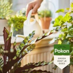 Pokon Bio Kamerplanten Voeding - 500ml - Plantenvoeding (bio) - 7ml Per 1L Water -Tuinwerk Verkoop 1200x1200 85