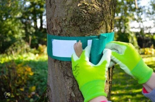 ECOstyle Lijmband Beschermt Tegen Schadelijke Insecten - Werkt Tegen Mieren, Wintervlinder, Bladluis En Meer - Weerbestendig - 2,5 M Lijmband & 6 M Touw -Tuinwerk Verkoop 1200x794 6