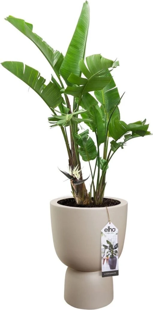 Elho Pure Coupe 41 - Bloempot Voor Binnen & Buiten - Ø 41.3 X H 57.9 Cm - Beige/Balanced Beige -Tuinwerk Verkoop 592x1200 1