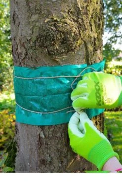 ECOstyle Lijmband Beschermt Tegen Schadelijke Insecten - Werkt Tegen Mieren, Wintervlinder, Bladluis En Meer - Weerbestendig - 2,5 M Lijmband & 6 M Touw -Tuinwerk Verkoop 795x1200 5