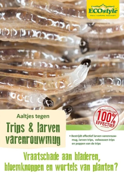 ECOstyle Aaltjes Tegen Larven Trips - Bestrijdingsmiddel Insecten - Natuurlijk & Biologisch - Tegen Bladschade - Vanaf 10 °C Omgevingstemperatuur - Werken 24 Uur Per Dag - Voor 25 Kamerplanten -Tuinwerk Verkoop 845x1200 1