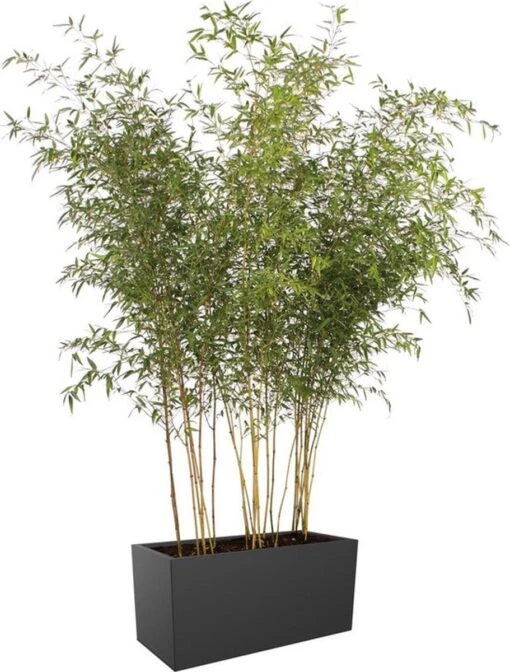 Elho Vivo Matt Finish Lang Wielen 90 - Grote Staande Plantenbak Voor Binnen & Buiten - Gemaakt Van Gereycled Plastic - L 39 X W 88 X H 41 Cm - Zwart -Tuinwerk Verkoop 911x1200 3